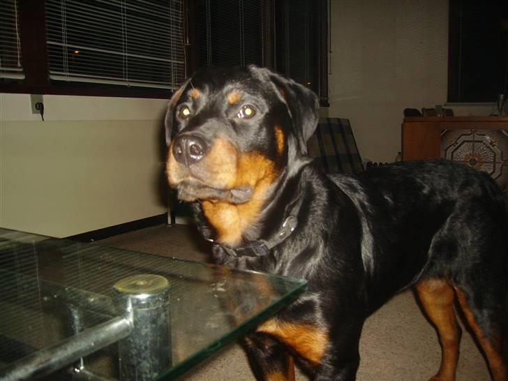 Rottweiler chaer billede 8