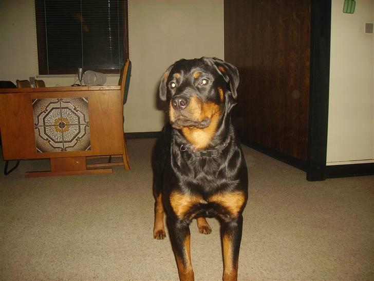 Rottweiler chaer billede 9