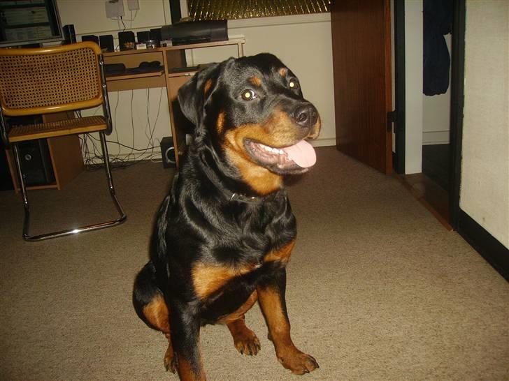 Rottweiler chaer billede 10