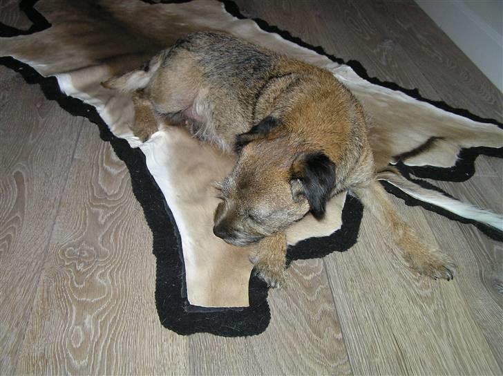 Border terrier Bella billede 1