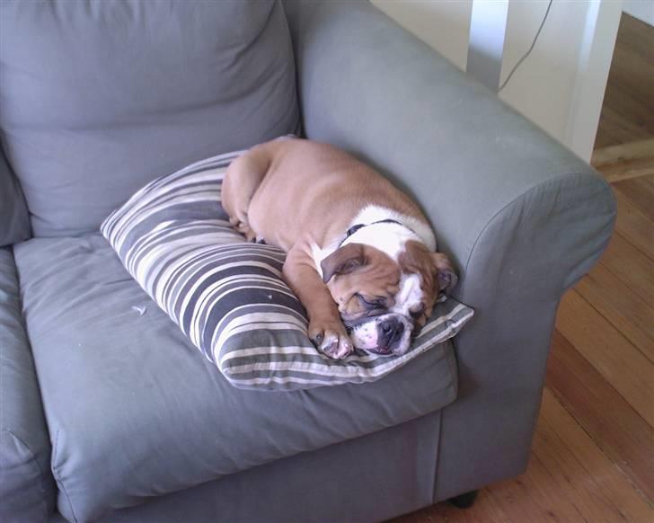 Engelsk bulldog Bodil - Ligger lige og putter på sofaen.. Det er noget af det, jeg er bedst til..:) billede 7