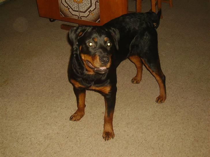 Rottweiler chaer billede 11