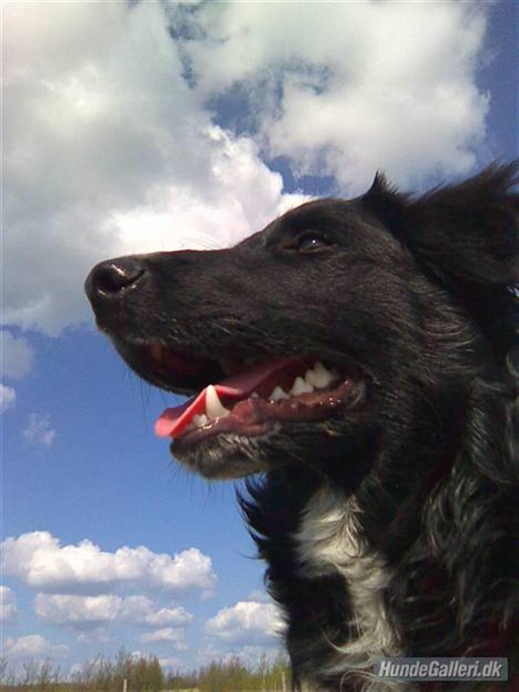 Blanding af racer Joey - Se hvor flot jeg er... billede 1