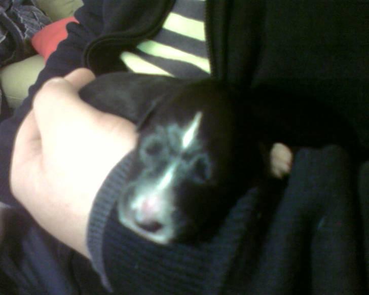 Blanding af racer Joey - Joey 4 dage gammel sover trygt i fars hånd billede 2