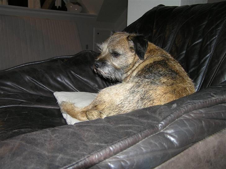 Border terrier Bella billede 2