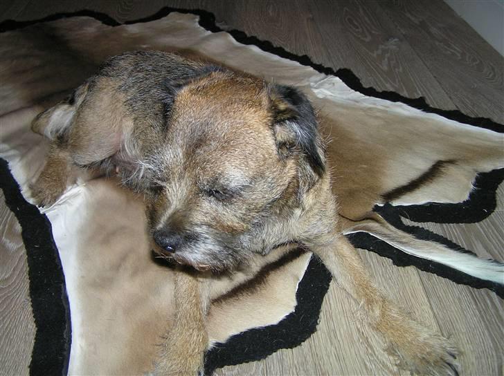 Border terrier Bella billede 3