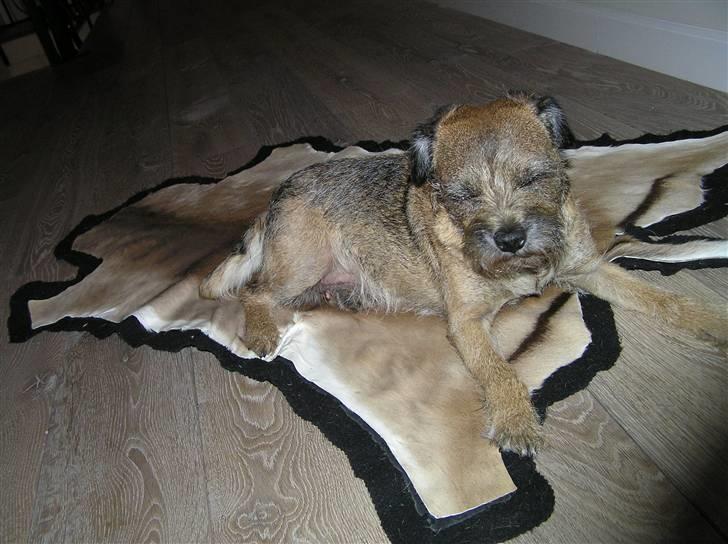 Border terrier Bella billede 4