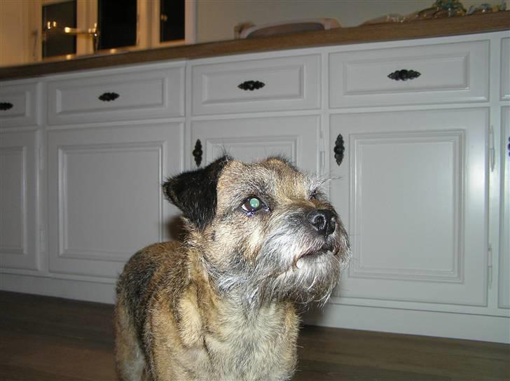 Border terrier Bella billede 5