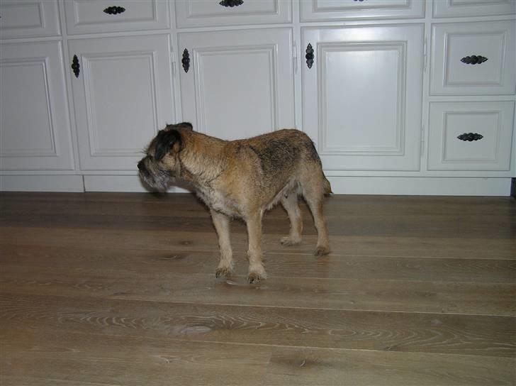 Border terrier Bella billede 6