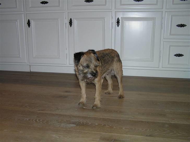 Border terrier Bella billede 7