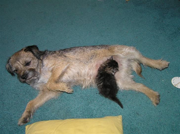 Border terrier Bella billede 8