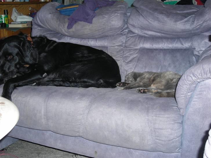 Blanding af racer yankie billede 10