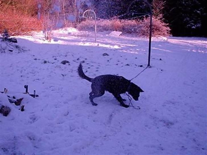 Blanding af racer yankie billede 11