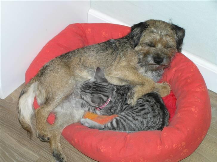 Border terrier Bella billede 9