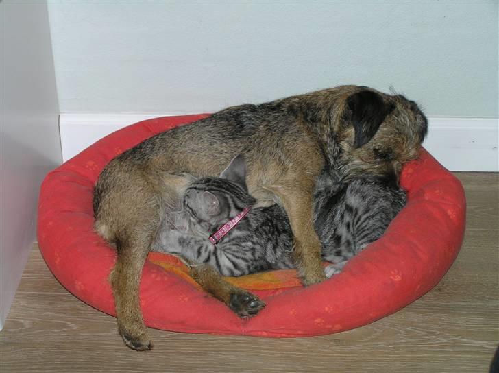 Border terrier Bella billede 10