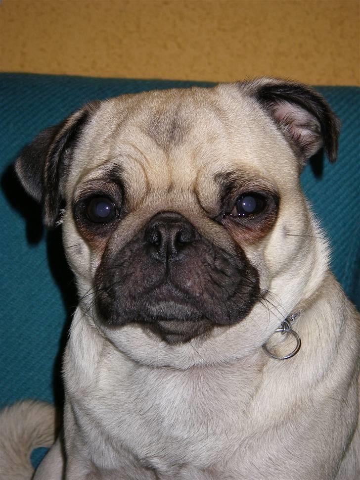 Mops Sally billede 3