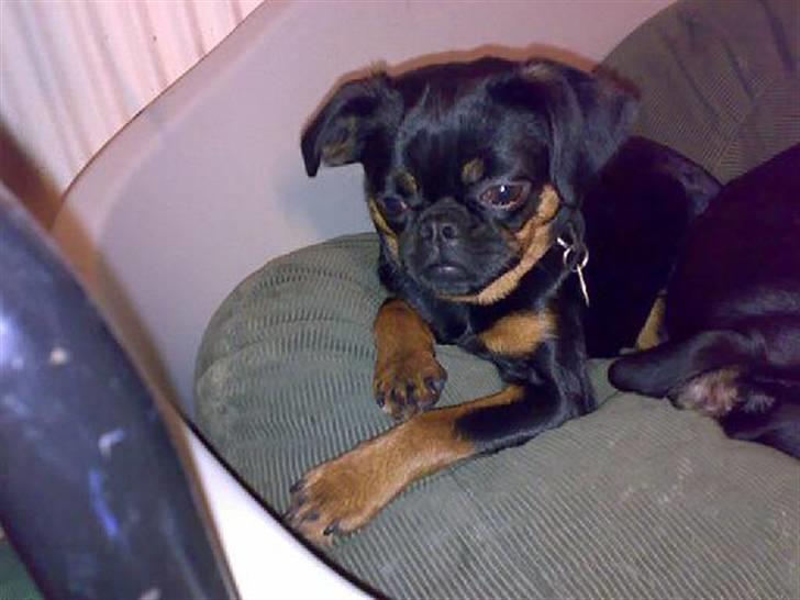 Griffon petit brabancon Chloé - smukkere kan man vel ikke blive!! billede 16