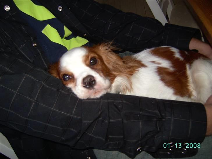 Cavalier king charles spaniel Lulu - Godt med en lur, i fars arme. billede 1