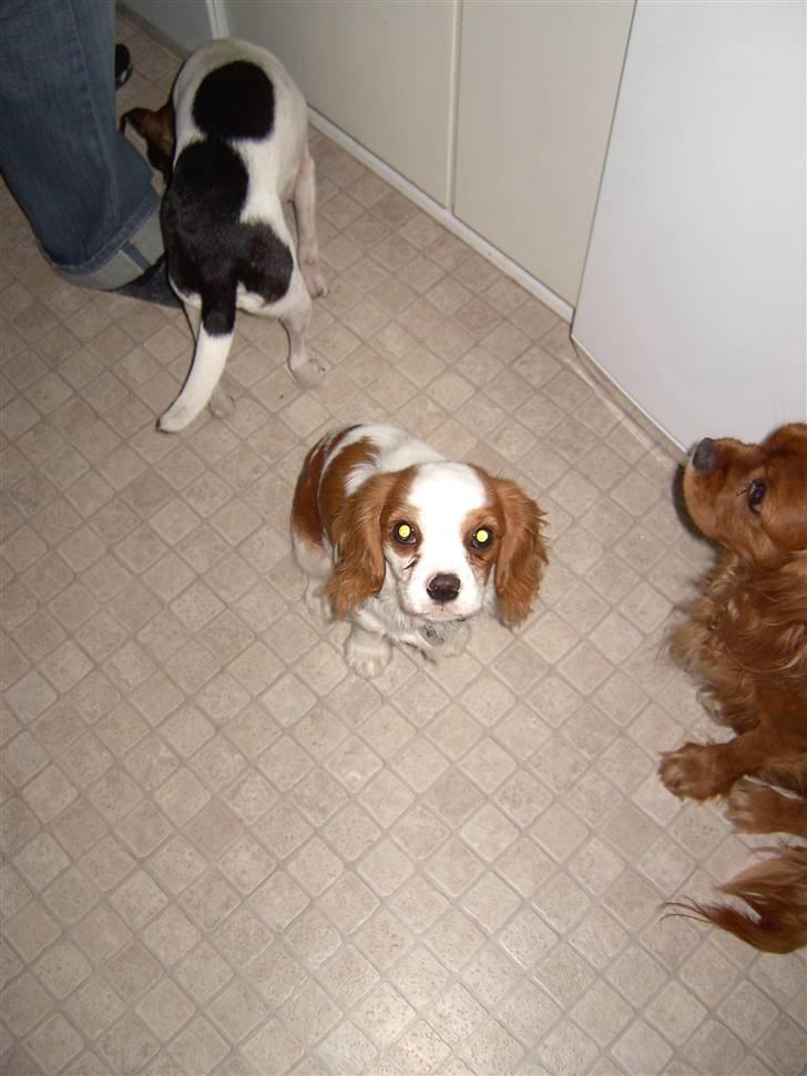 Cavalier king charles spaniel Lulu - Mor kan jeg SÅ få den hunde kiks? billede 2