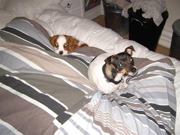 Cavalier king charles spaniel Lulu - Lulu under dynen billede 3