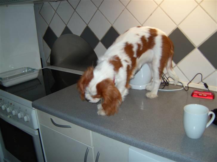 Cavalier king charles spaniel Lulu - Her har hun fået lov til at være på køkkenbordet, så de andre ikke tager hendes tyggepind. billede 4