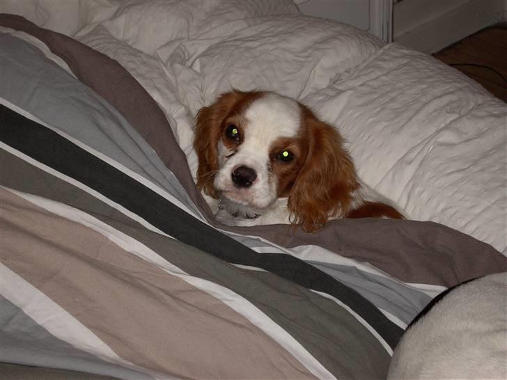 Cavalier king charles spaniel Lulu - Hun elsker at putte i sengen, gerne halvt under dynen. billede 5