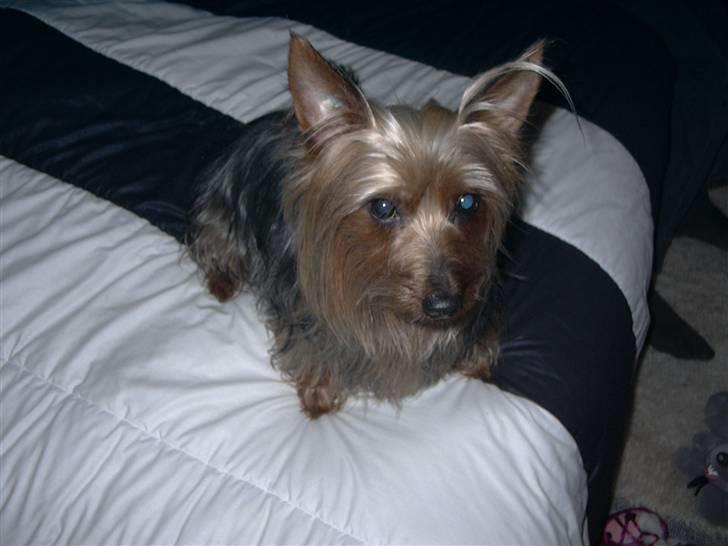 Australian silky terrier Silkyway's Sille Silk - "kommer du ikk snart med ind i seng maiken?" billede 5