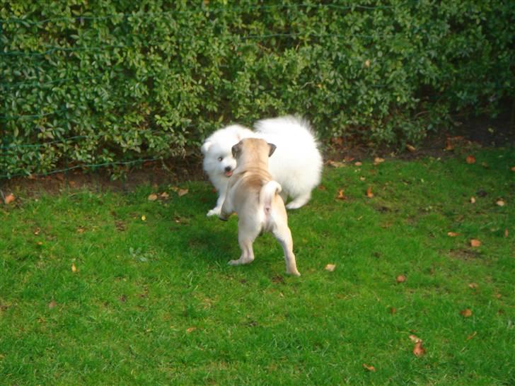 Mops Cosmo - Cosmo og hans legekammerat Aya.... billede 10