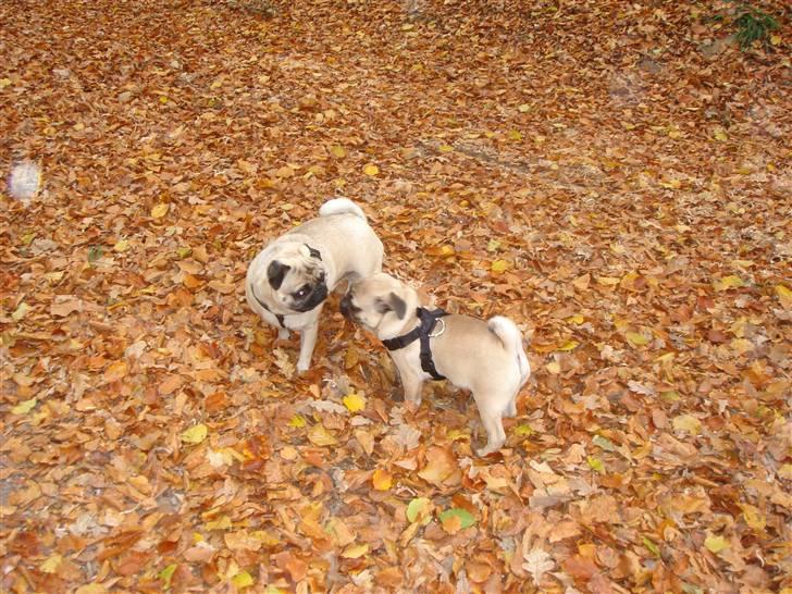 Mops Cosmo - Cosmo var den. 28./10.-07 til mopsetræf i Flensborg med 6 andre mopser. billede 11