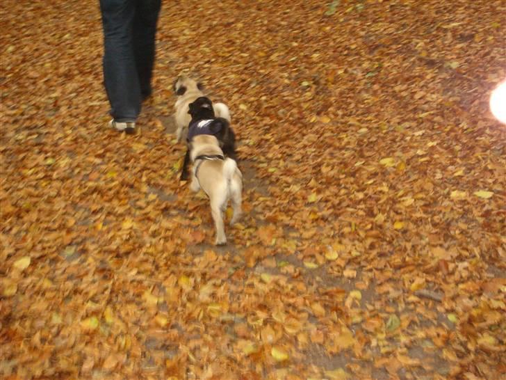 Mops Cosmo - Han hyggede sig rigtig meget og løb rundt i to timer uafbrudt! billede 12