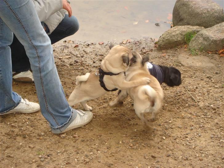 Mops Cosmo - Skønt at lege med nogle på min egen størrelse :O) billede 13