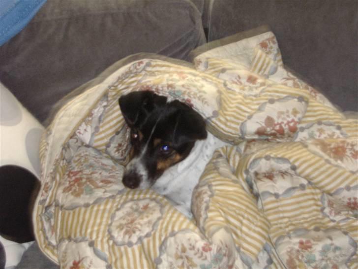 Dansk svensk gaardhund Frida billede 13