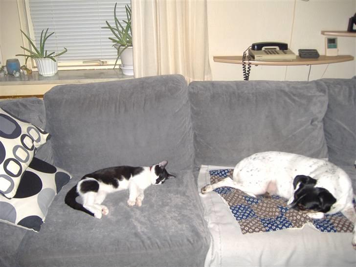 Dansk svensk gaardhund Frida billede 14