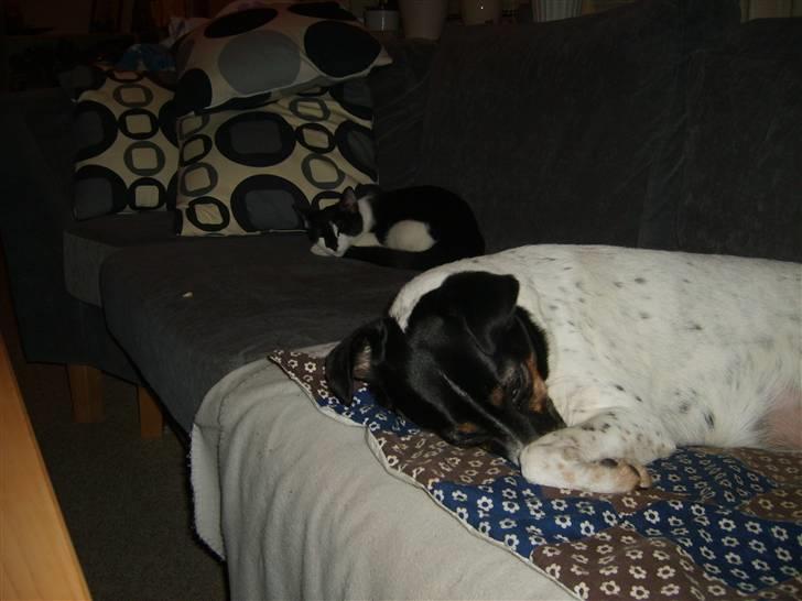 Dansk svensk gaardhund Frida - Pu`ha hvor den kat prutter. Eller måske er det mig selv  billede 15