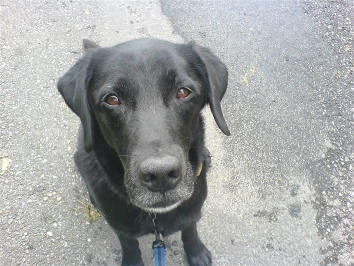 Labrador retriever Gibson *R.I.P* - Davz, velkommen til Gibsons profil (; Her er vi på tur. billede 1