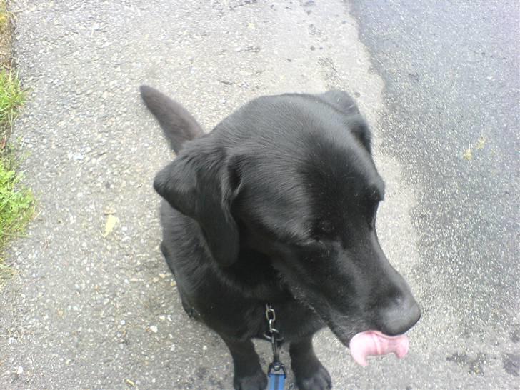 Labrador retriever Gibson *R.I.P* - Hov, der er hvis noget spændende der over (;  billede 2