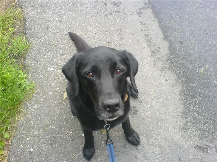 Labrador retriever Gibson *R.I.P* - Den dejlige hund  billede 3