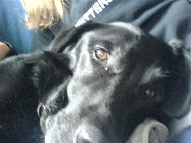 Labrador retriever Gibson *R.I.P* - Sover lige i mit skød. ( meget stor skøde hund ;) )  billede 4