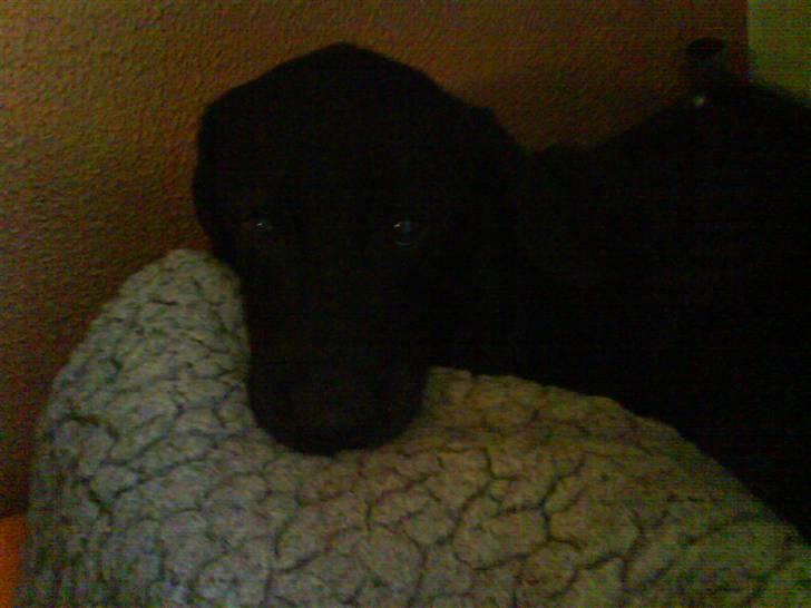 Labrador retriever Gibson *R.I.P* - er jeg ikke nuttet ? <3 billede 5