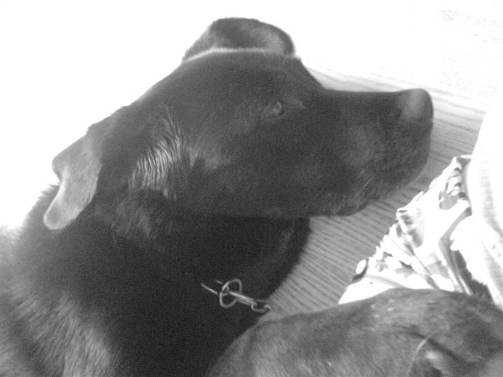 Labrador retriever Gibson *R.I.P* - Hoved billede (;  billede 7