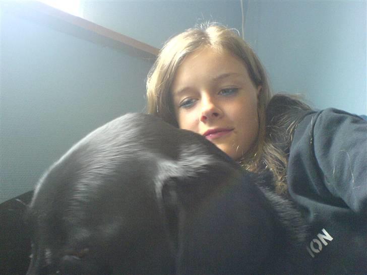 Labrador retriever Gibson *R.I.P* - Mig & Gibson <3 billede 8