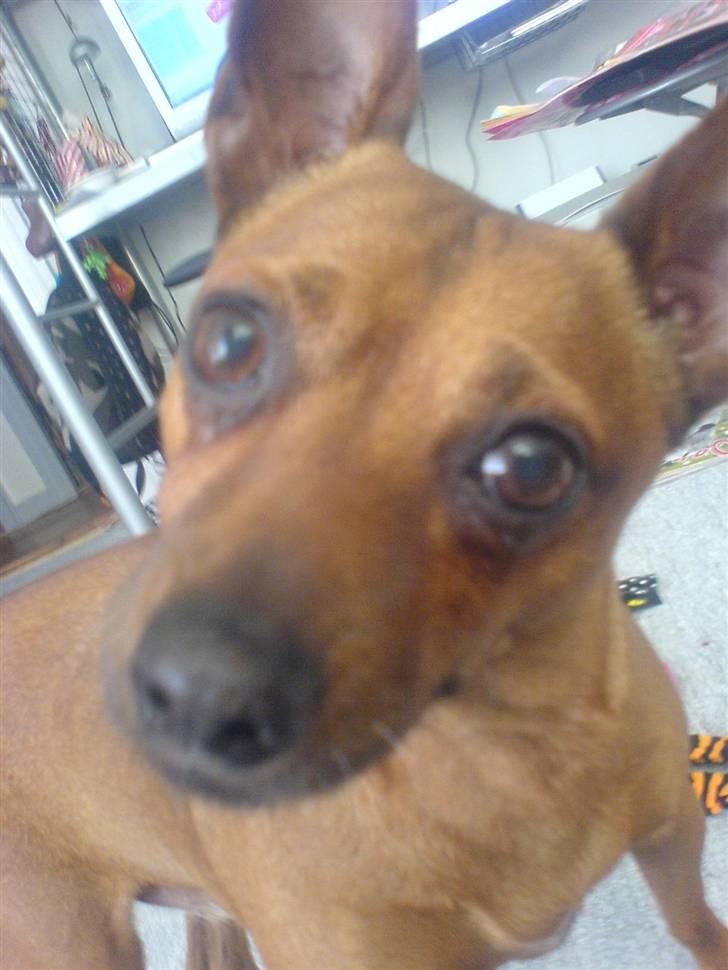 Dvaergpinscher Nuller - RIP† - de der øjne får mig til at græde. mit et og alt. lille charmetrold. billede 8