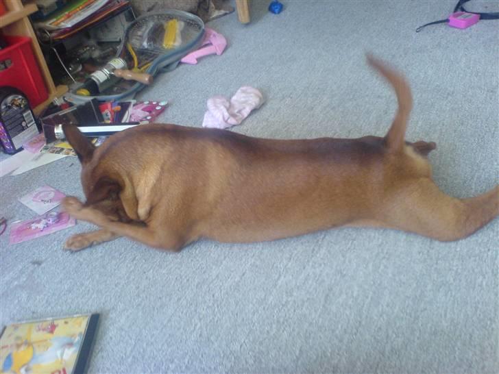 Dvaergpinscher Nuller - RIP† - du kom ind og vækkede mig hver morgen, ved at vuffe utålmodigt.. nu sover jeg altid over mig. billede 9