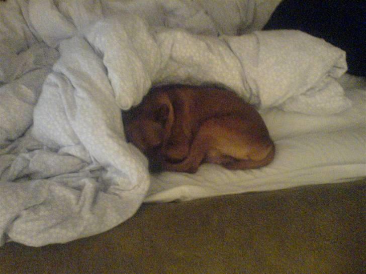 Dvaergpinscher Nuller - RIP† - det er mærkeligt at ens dyne ikke er varm og snorker, når man går i seng. billede 10