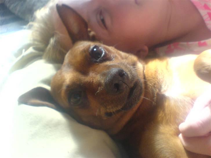 Dvaergpinscher Nuller - RIP† - det gør ondt, skat. du var mit et og alt. billede 11