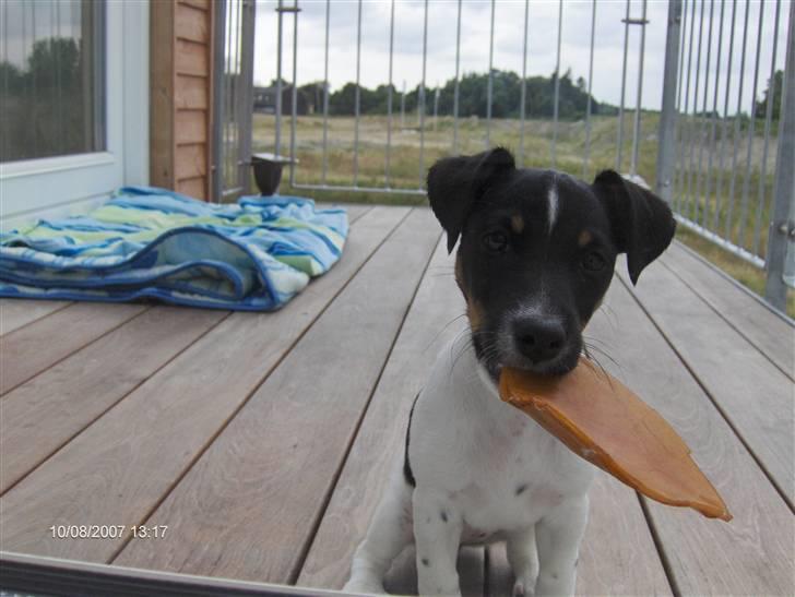 Jack russell terrier Leili billede 1