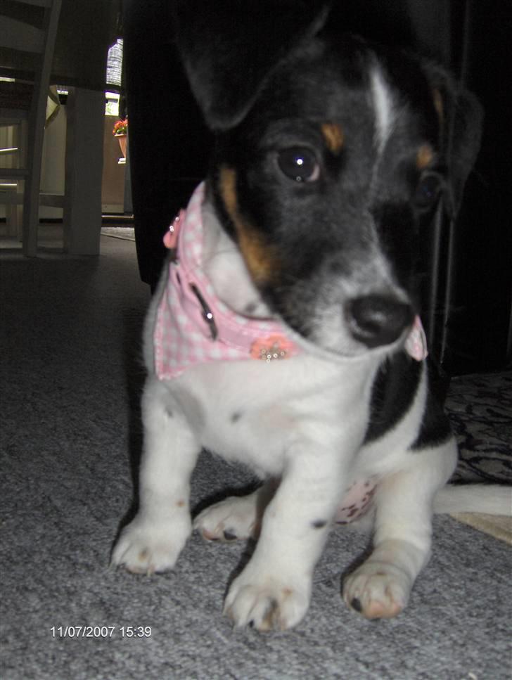 Jack russell terrier Leili billede 2