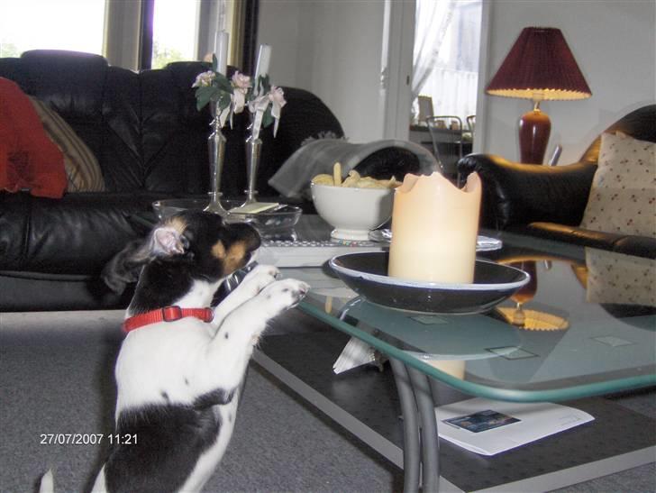 Jack russell terrier Leili - Mmmmm..cchiiippps! billede 3