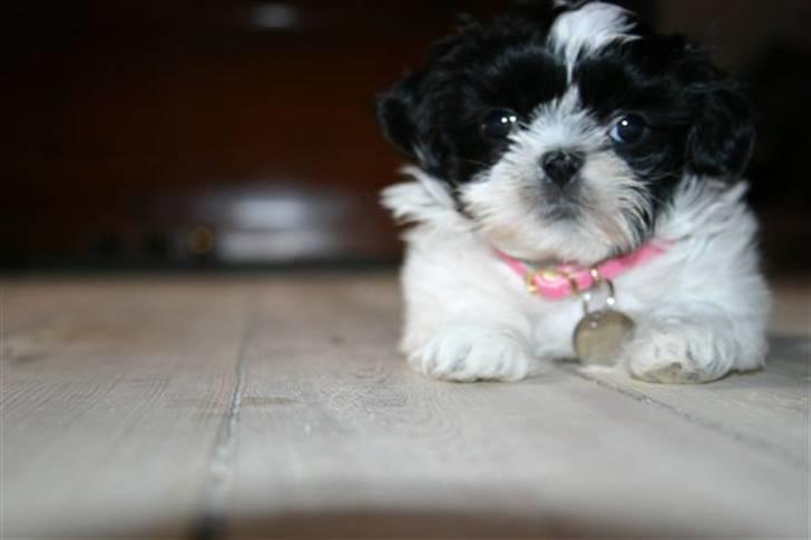 Shih tzu Chanel billede 2