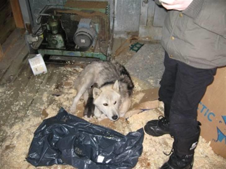 Grønlandshund malou - malou´s mor ude i vores skur billede 14